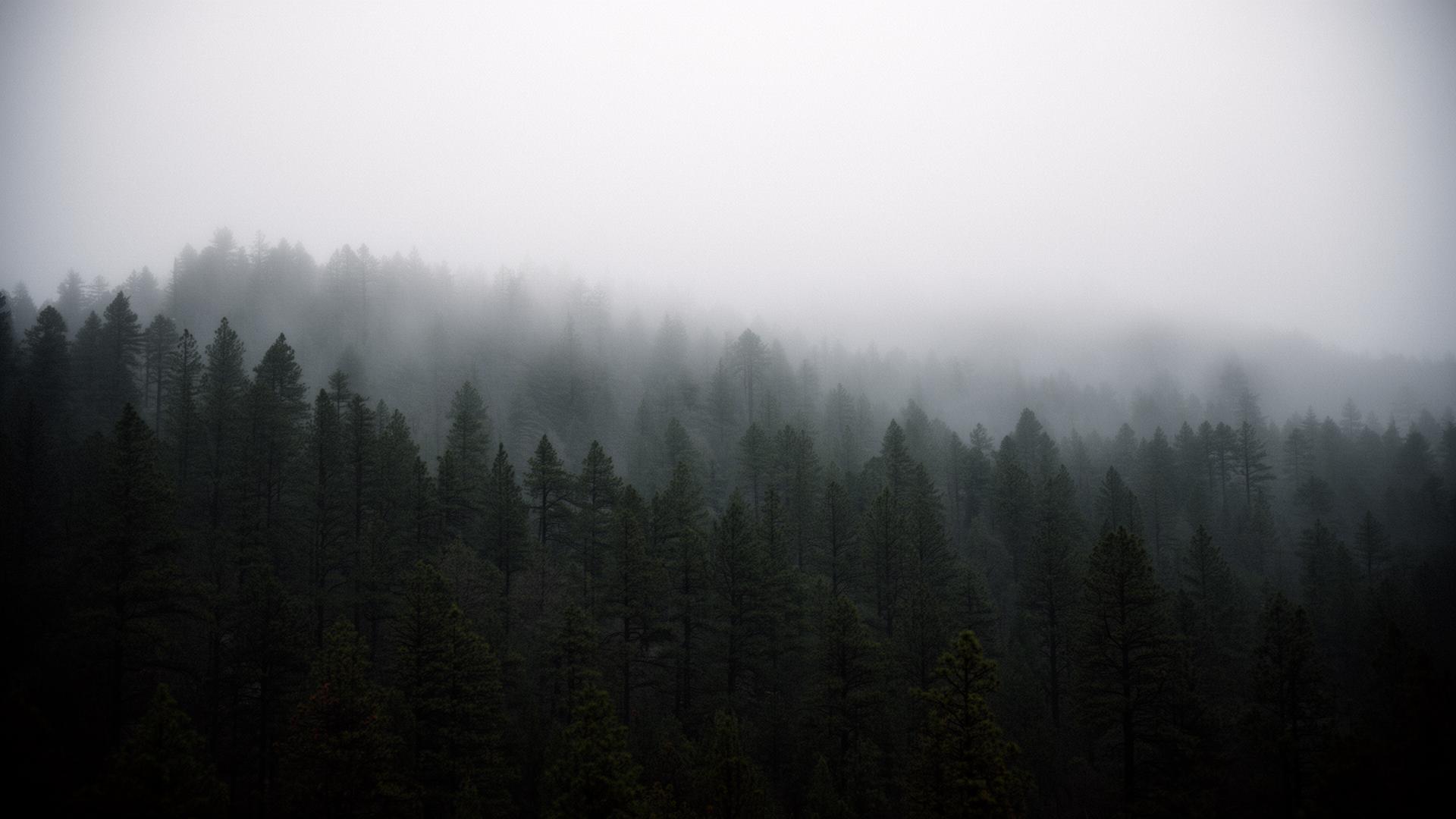 Foggy pine forest